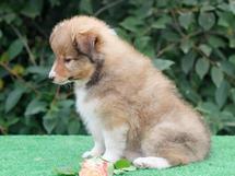 puppies