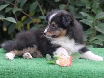 puppies