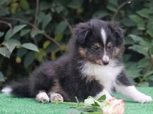 puppies
