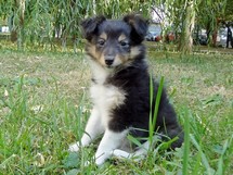 puppies