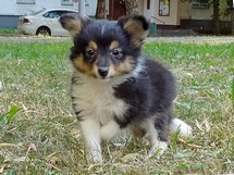puppies