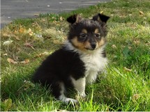 puppies