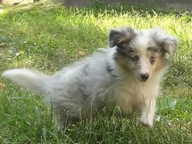 puppies