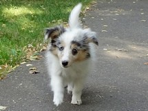 puppies