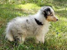 puppies