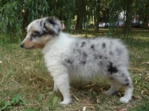 puppies