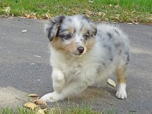 puppies
