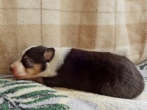 puppies