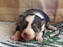 puppies