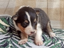 puppies