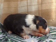 puppies
