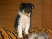 puppies