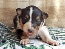 puppies