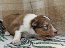 puppies