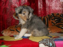 puppies