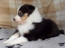 puppies