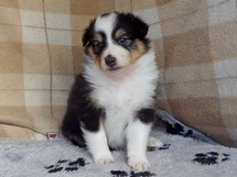 puppies