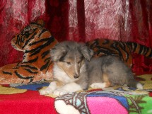 puppies