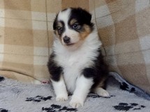puppies