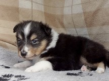 puppies