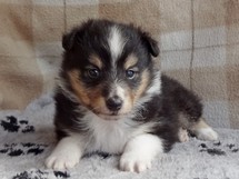 puppies