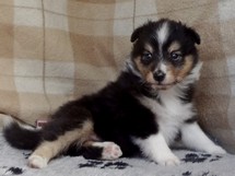 puppies