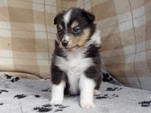 puppies