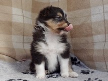 puppies