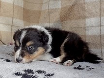 puppies