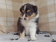 puppies