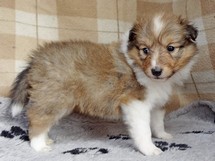 puppies