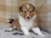 puppies