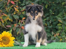puppies