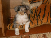 puppies