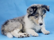puppies
