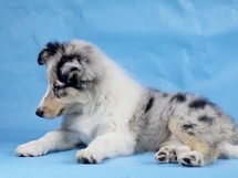 puppies