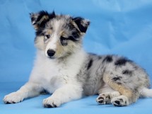 puppies