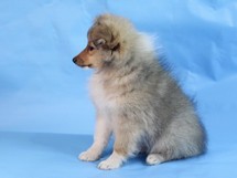 puppies
