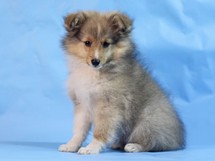 puppies