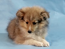 puppies
