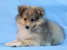 puppies