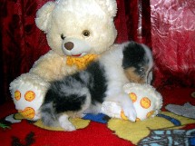 puppies