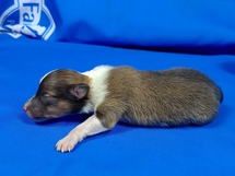 puppies