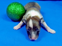 puppies