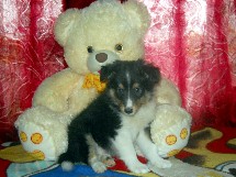 puppies