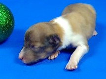 puppies