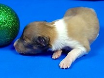 puppies