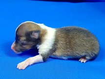puppies