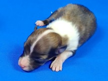 puppies