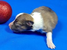 puppies